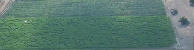 Corn Maze Aerial View