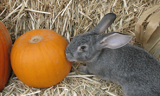 Cute Bunny with a Pumpkin at the Petting Zoo