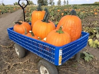 Many Large Pumpkins in a Wagon